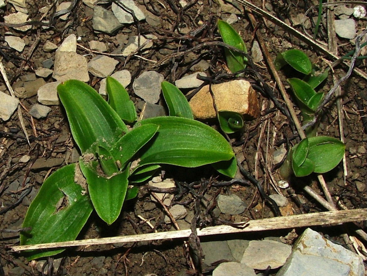 Rosette basali-Genova